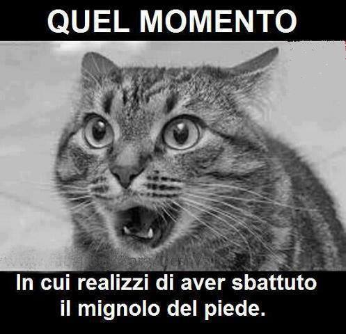 Immagine Divertente - 25/07/2013