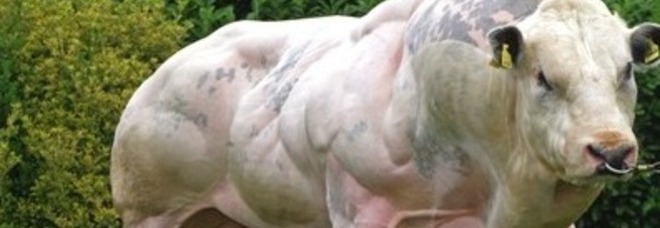 BELGIAN BLUE, LE 'SUPER MUCCHE' TUTTO MUSCOLI E SENZA GRASSO: ''CARNE PRELIBATA'' - VIDEO E FOTO - 04/09/2013