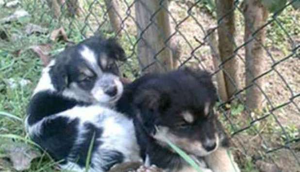 'ADOTTI UN CANE? TI PAGHIAMO 370 EURO'. IL COMUNE 'ANIMALISTA' - 19/09/2012