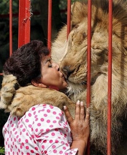 L'amore tra un leone e la donna che lo ha salvato: il video che ha commosso il web - 15/10/2013