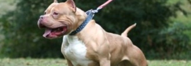 CHOC, PITBULL ATTACCA IL PADRONE E GLI STRAPPA I TESTICOLI. GRAVE UN 30ENNE - 29/10/2013