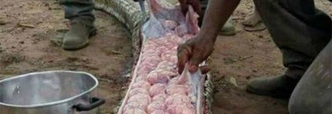 IL SERPENTE GIGANTE MINACCIA IL LORO BESTIAME: LO UCCIDONO E FANNO UNA SCOPERTA SHOCK - 09/11/2016