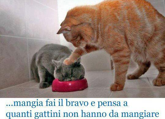 Immagine Divertente - 23/01/2013