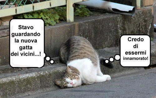 Immagine Divertente - 24/03/2013