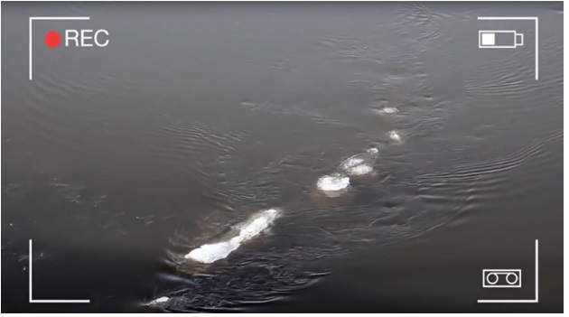 UN NUOVO MOSTRO PIU' GRANDE DI LOCH NESS AVVISTATO IN ALASKA - FOTO - 08/11/2016