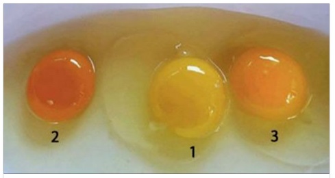 NON SOTTOVALUTARE IL COLORE DEL TUORLO D'UOVO: ECCO COSA POTRETE CAPIRE SOLAMENTE GUARDANDOLO - 27/03/2017
