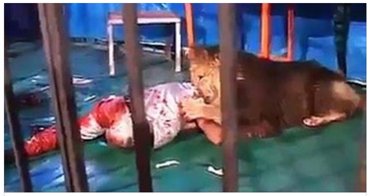 TERRORE AL CIRCO: LEONI SFUGGONO AL CONTROLLO ''E' UN MASSACRO'' - 30/03/2017