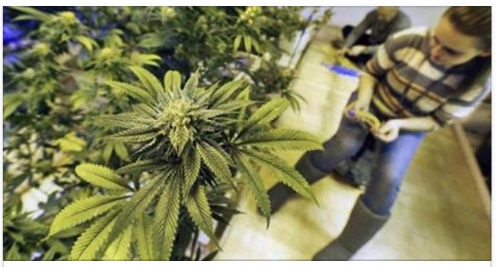 MARIJUANA ''LIGHT': ORA E' LEGALE IN ITALIA E POTETE COMPRARLA - 16/05/2017