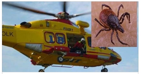 ALLARME IN ITALIA - L'INSETTO CHE UCCIDE: MORTO UN UOMO PER LA PUNTURA KILLER - 28/06/2017