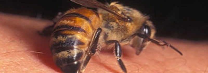 L'ESTATE E' ANCHE LA STAGIONE DELLE VESPE. PER TENERLE LONTANO TI BASTA SOLO QUESTO - 11/07/2017