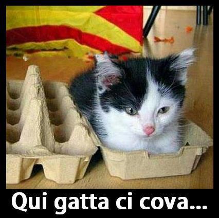 QUI GATTA CE COVA !! - 17/11/2012