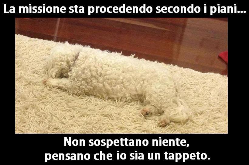 ME STO A MIMETTIZZA' !! - 20/11/2012