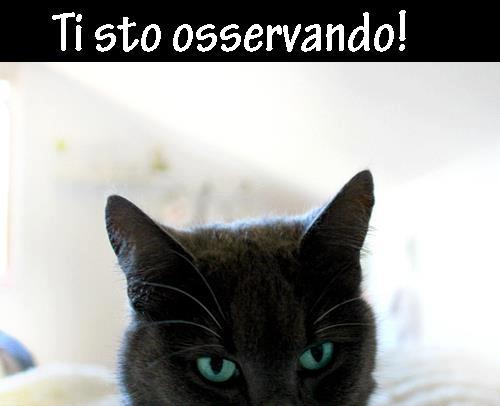TE TENGO D'OCCHIO !! - 21/11/2012