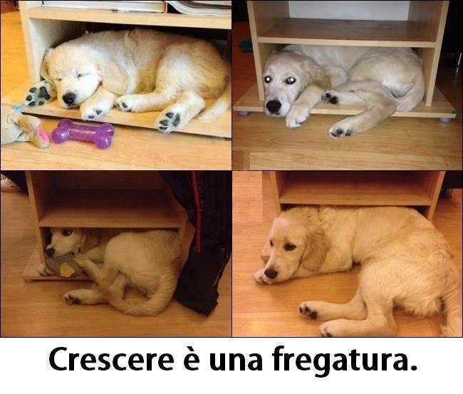 CRESCE E' 'NA FREGATURA !! - 24/11/2012