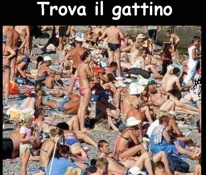 TROVA ER GATTINO !! - 04/12/2012