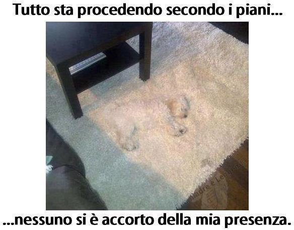 ME STO A MIMETIZZA' !! - 05/12/2012
