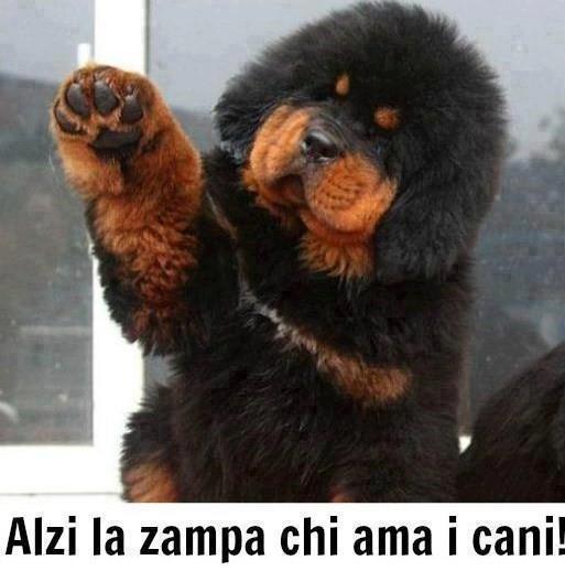 Immagine Divertente - 10/01/2013