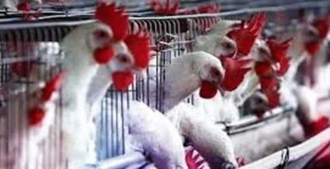 L'INFERNO DELLE GALLINE: ATTENZIONE QUANDO COMPRATE LE UOVO - FORSE NON LO SAPEVATE - 29/10/2014