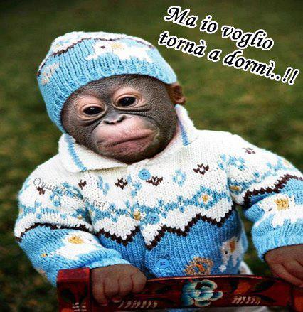 Immagine Divertente - 12/01/2013