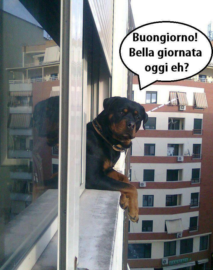 Immagine Divertente - 15/01/2013