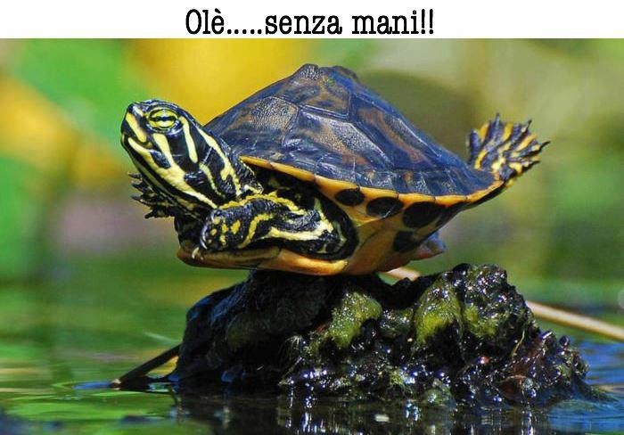 Immagine Divertente - 15/01/2013