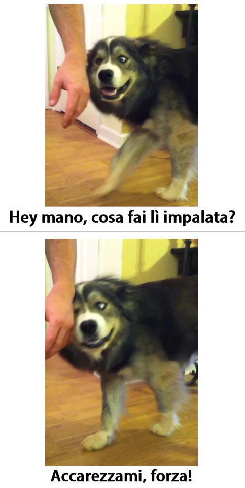 Immagine Divertente - 11/01/2013