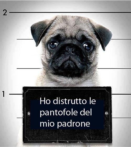 Immagine Divertente - 16/01/2013