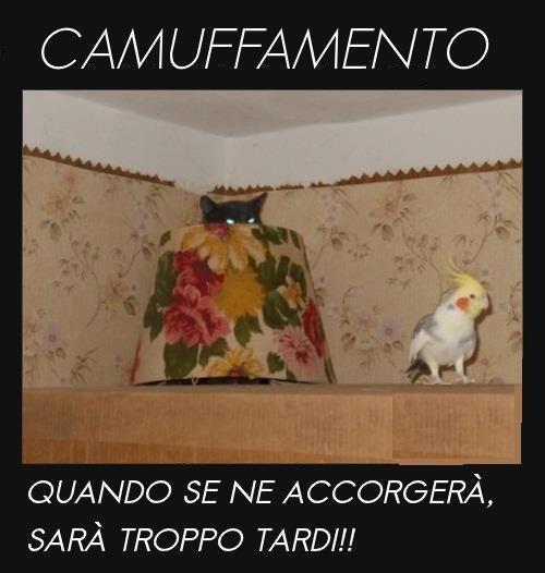 Immagine Divertente - 18/01/2013