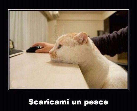 Immagine Divertente - 18/01/2013