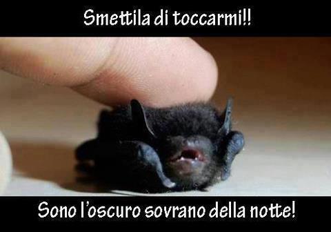 Immagine Divertente - 22/01/2013