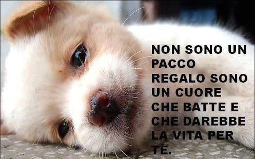 Immagine Divertente - 23/01/2013