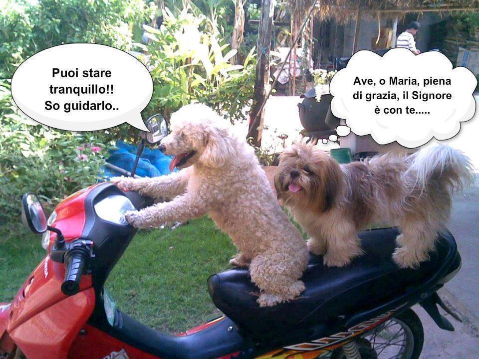 Immagine Divertente - 01/02/2013