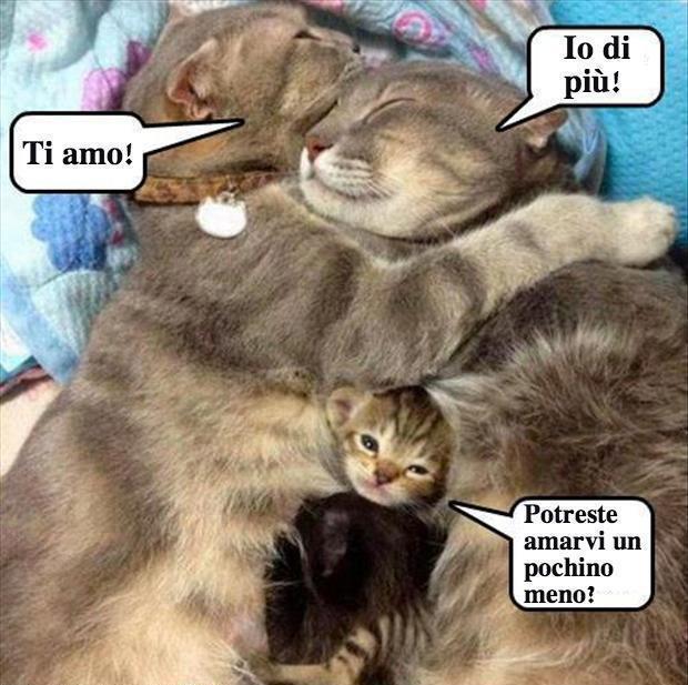 Immagine Divertente - 03/02/2013