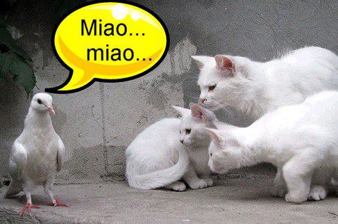 Immagine Divertente - 05/02/2013