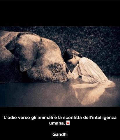 Immagine Divertente - 06/02/2013