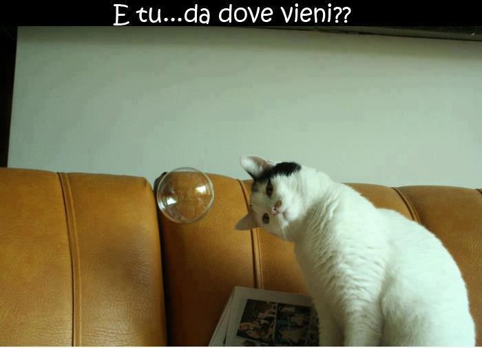 Immagine Divertente - 08/02/2013
