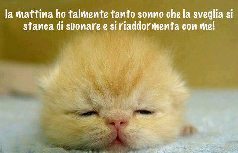 Immagine Divertente - 11/02/2013