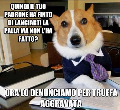 Immagine Divertente - 12/02/2013