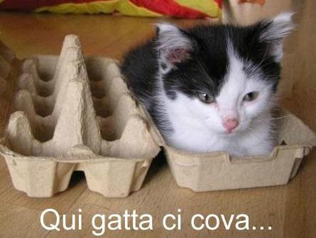 Immagine Divertente - 12/02/2013