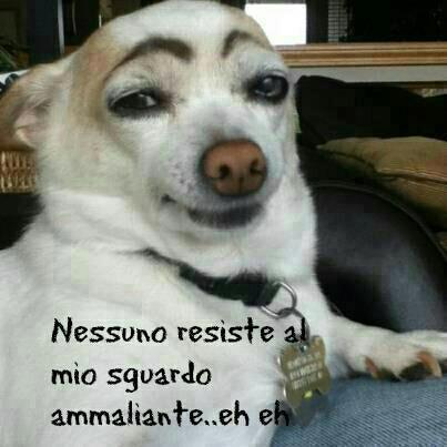 Immagine Divertente - 17/02/2013