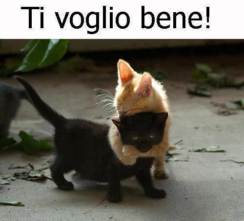 Immagine Divertente - 20/02/2013