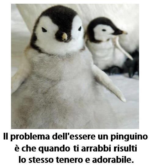 Immagine Divertente - 26/02/2013