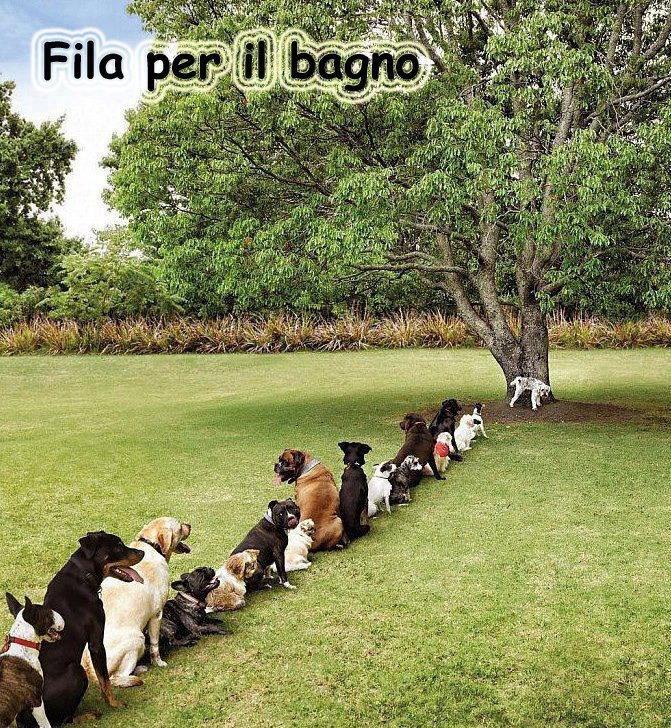 BISOGNA FA' LA FILA !! - 26/02/2013