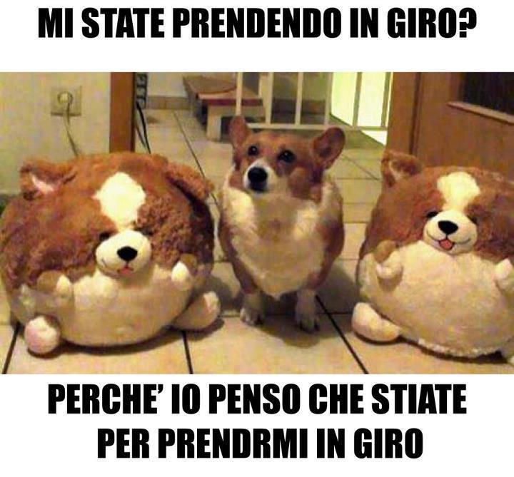 Immagine Divertente - 01/03/2013