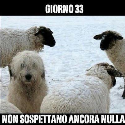 Immagine Divertente - 03/03/2013