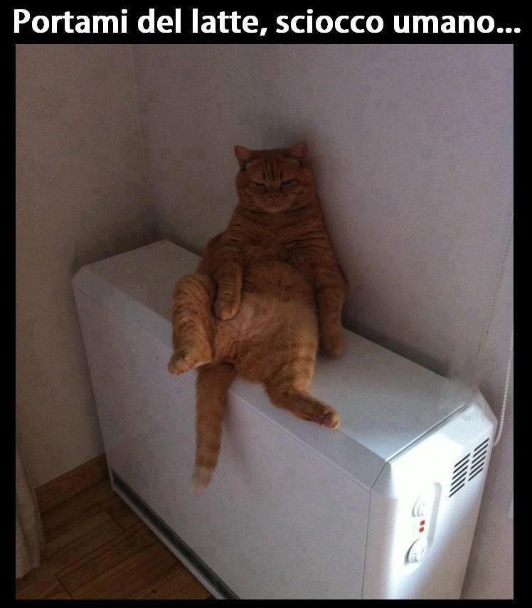 Immagine Divertente - 05/03/2013