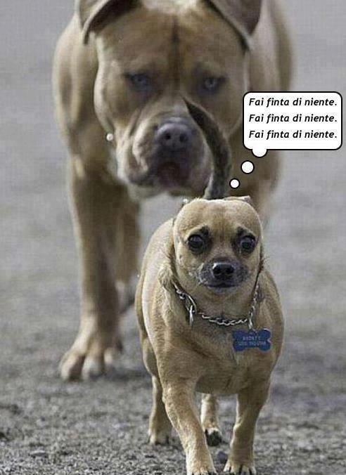 Immagine Divertente - 13/03/2013