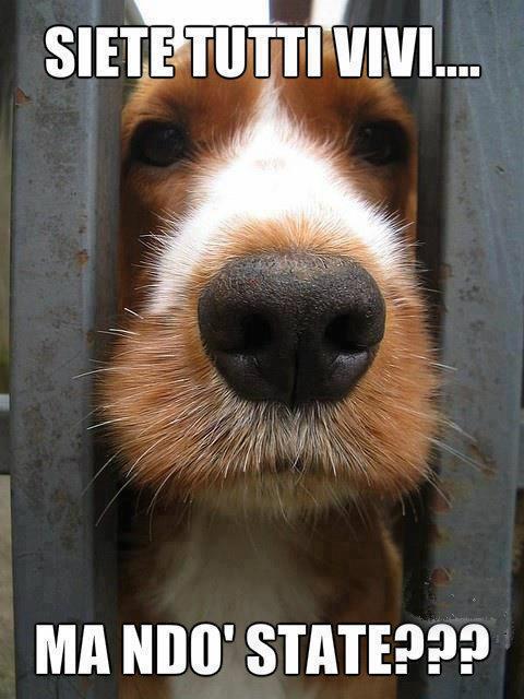 Immagine Divertente - 25/03/2013