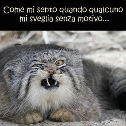 Immagine Divertente - 28/03/2013