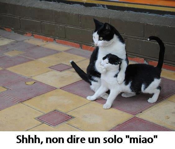 Immagine Divertente - 08/04/2013